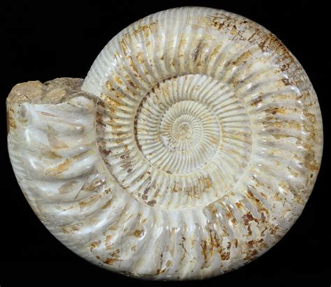 how old are the ammonites.